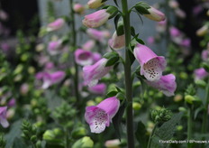 The panter print van de Pink Panther.